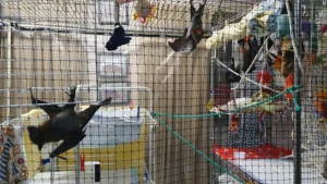 Baby bats getting bigger.