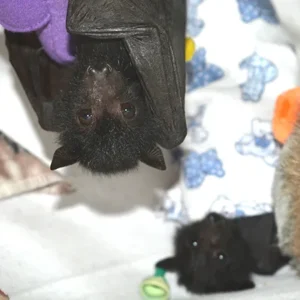 New batty bubbas